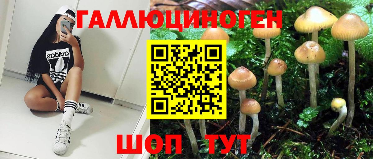 Будённовск  Галлюциногенные грибы Psilocybine cubensis  Вход с VPN 